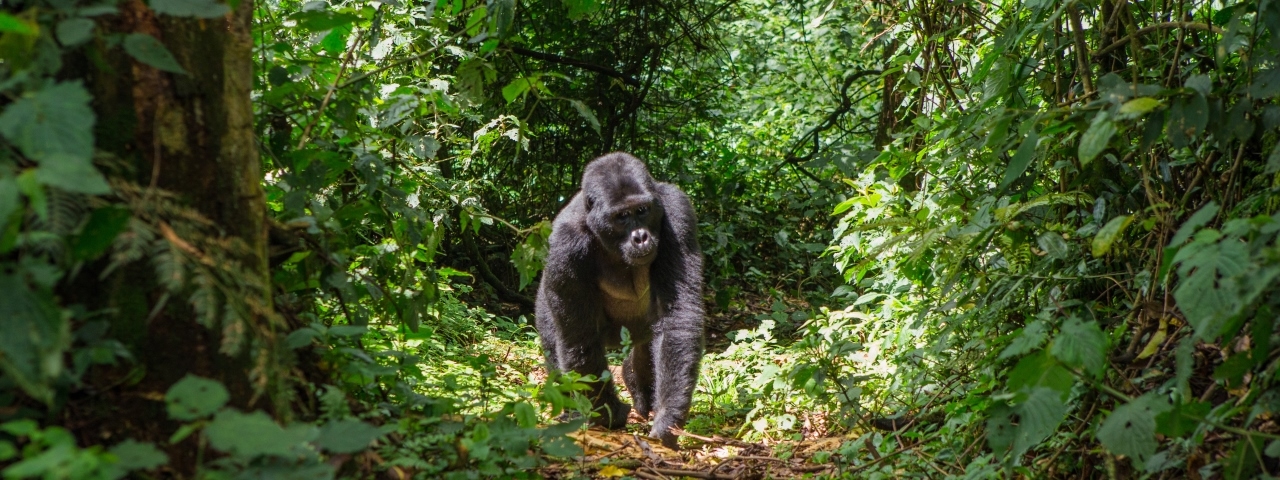 rwanda-gorilla-forest