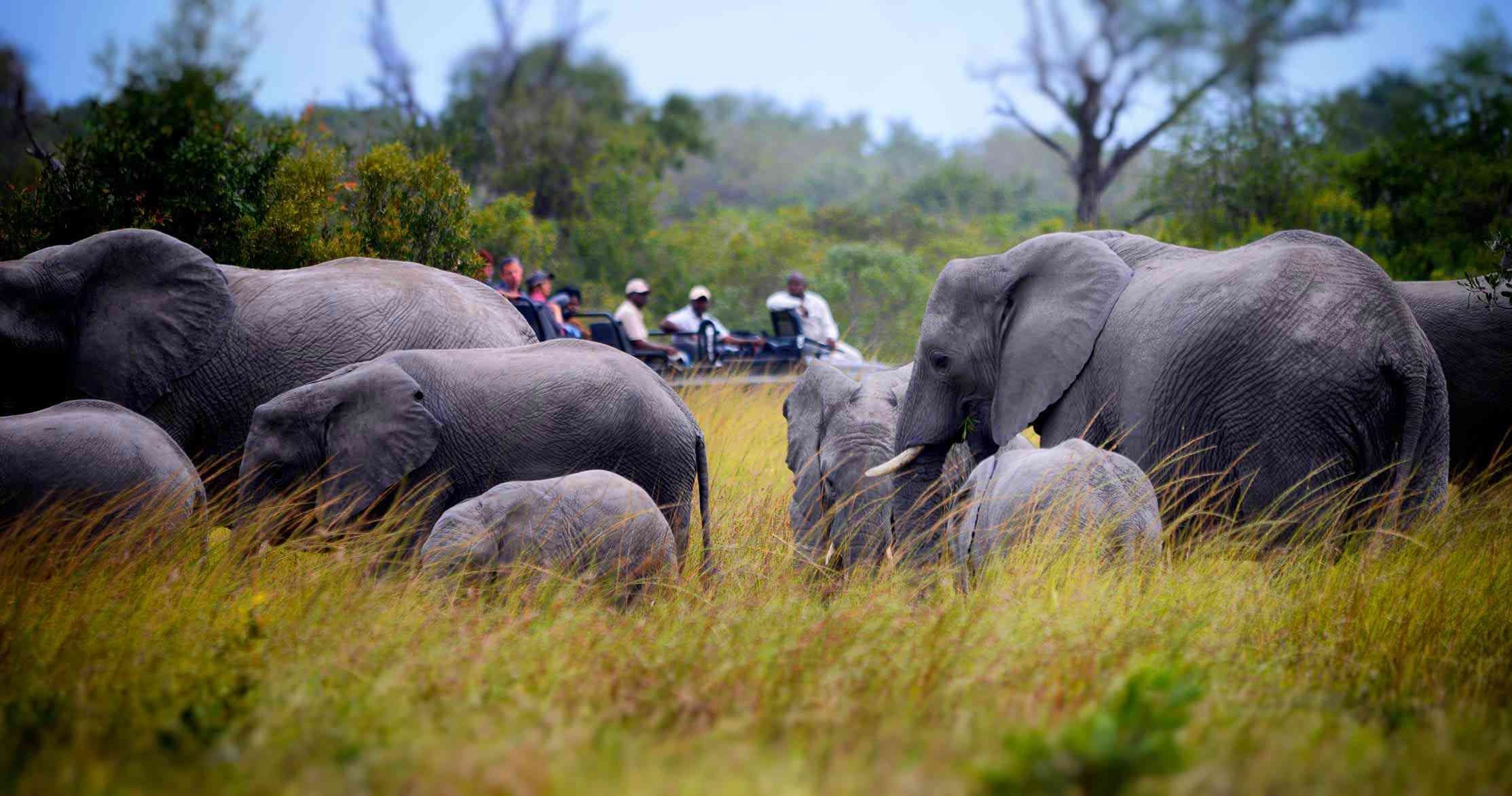 sabi-sands